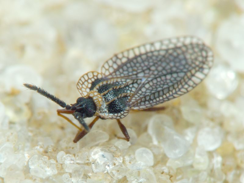 Kalama tricornis (Schrank, 1801)